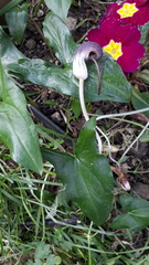 Arisarum proboscideum