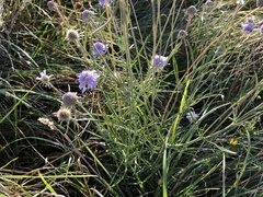 Scabiosa canescens