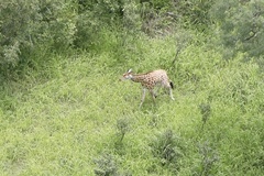 Giraffa camelopardalis antiquorum