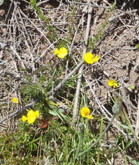 Aspalathus biflora longicarpa