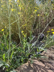 Diplotaxis tenuifolia