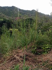 Themeda villosa