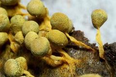 Physarum albescens