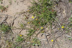 Aspalathus biflora longicarpa