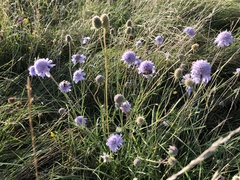 Scabiosa canescens