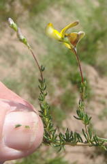 Aspalathus biflora longicarpa