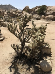 Cylindropuntia wolfii