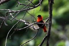 Euplectes franciscanus