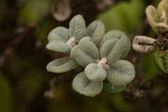 Metrosideros rugosa