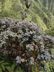 Metrosideros rugosa