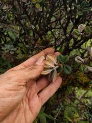 Metrosideros rugosa