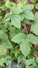 Rubus humulifolius