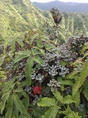 Metrosideros rugosa
