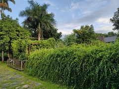 Tarlmounia elliptica