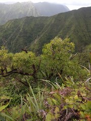 Metrosideros tremuloides