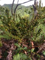 Korthalsella complanata