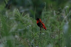 Euplectes franciscanus