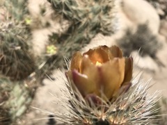 Cylindropuntia wolfii