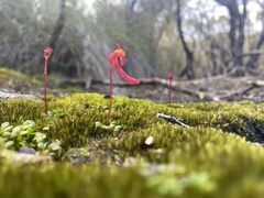 Utricularia menziesii