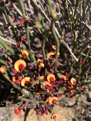 Daviesia brevifolia