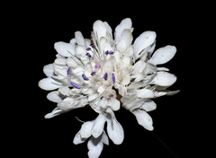 Cephalaria transsylvanica