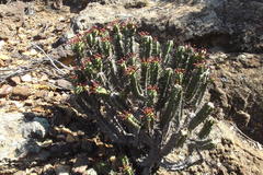 Euphorbia heptagona