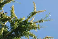 Vachellia gerrardii