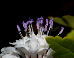 Cephalaria transsylvanica
