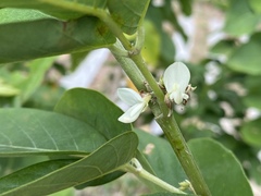 Dendrolobium umbellatum
