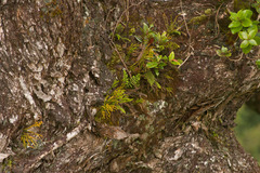 Adenophorus tamariscinus