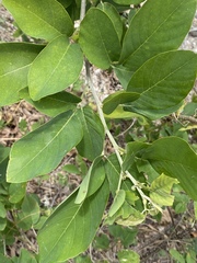 Dendrolobium umbellatum
