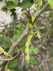 Dendrolobium umbellatum