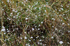 Cephalaria transsylvanica