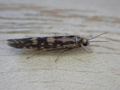 Agraylea