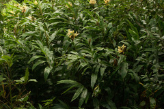 Hedychium flavescens