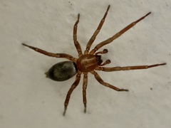 Hypodrassodes maoricus