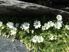 Cerastium uniflorum