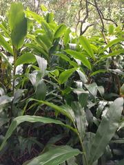 Hedychium flavescens