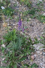 Linaria purpurea