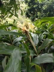 Hedychium flavescens