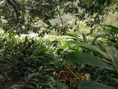 Hedychium flavescens