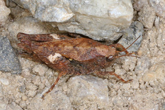 Tettigidea