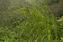Themeda villosa