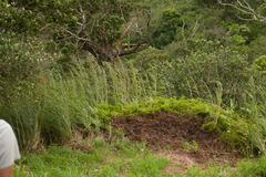 Themeda villosa