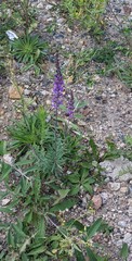 Linaria purpurea