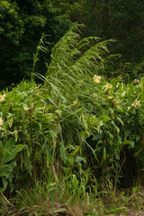 Themeda villosa