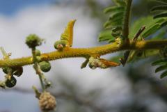 Vachellia rehmanniana