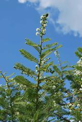 Vachellia rehmanniana