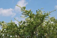 Vachellia rehmanniana