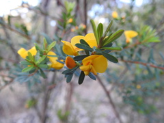 Pultenaea flexilis